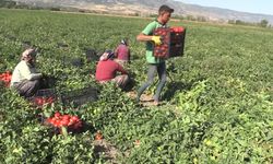 Tokat'taki tarlalarda domates hasadı sürüyor