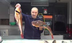 Kırlangıç balığının ağlara takılması balıkçıları sevindiriyor