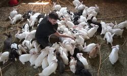 Genç kurduğu çiftlikte Yeni Zelanda ırkı etlik tavşan yetiştiriyor