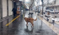 İçişleri Bakanlığı: Sahipsiz sokak hayvanlarına ilişkin ihmallere soruşturma