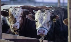 Besicilerin elinde kalan kurbanlıklar Et ve Süt Kurumu tarafından satın alınacak