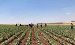 Diyarbakır'da Beyaz Altın Mesaisi Başladı