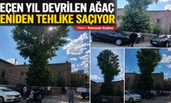 Geçen yıl devrilen ağaç yeniden tehlike saçıyor