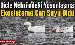 Dicle Nehri’ndeki Yosunlaşma Ekosisteme Can Suyu Oldu