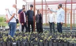 Üniversitelilere fıstık üretim serasında uygulamalı eğitim veriliyor