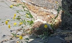 Diyarbakır'da Yaban Hayatı  Tehdit Altında
