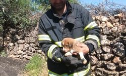 Kuyuya düşen köpek yavrusu itfaiye ekiplerince kurtarıldı