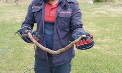 Evlere giren yılanlar itfaiye ekiplerince yakalandı