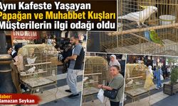 Aynı Kafeste Yaşayan Papağan ve Muhabbet Kuşları Müşterilerin ilgi odağı oldu