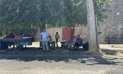 Diyarbakır'da Sıcaklıktan Kaçan Gölgeliğe Koştu