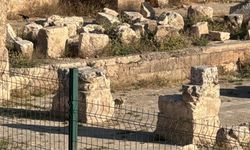 Harran'daki tarihi kalıntılar arasında tilki görüntülendi