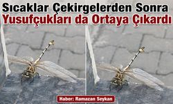 Sıcaklar Çekirgelerden Sonra Yusufçukları da Ortaya Çıkardı
