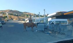 Kulp’ta başıboş hayvanlar çevreyi kirletiyor, trafiği tehlikeye atıyor