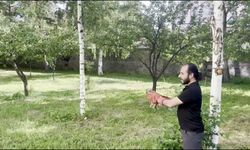 Erzurum'da Sağlıklı Çıkan Baykuş Yeniden Doğaya Kavuştu