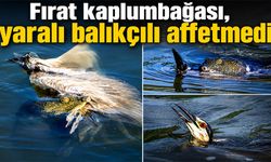 Fırat kaplumbağası, yaralı balıkçılı affetmedi