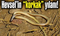 Hevsel'in "korkak" yılanı!