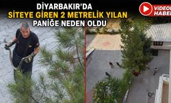 Diyarbakır'da Siteye Giren 2 Metrelik Yılan Paniğe Neden Oldu