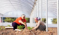 Sur'da Kadın Emeği Toprakla Buluştu: Serada İlk Üretim Başladı