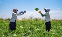 Diyarbakır’da Karpuz Üretiminin Şampiyonu Çınar İlçesi!