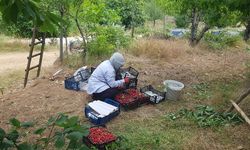 Napolyon Kirazı Hasadı Sürüyor