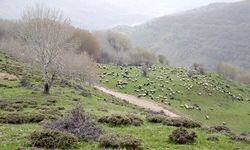 Kurtik Dağı Binlerce Küçükbaş Hayvana Ev Sahipliği Yapıyor