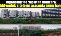 Diyarbakır'da şaşırtan manzara: Milyonluk sitelerin arasında üzüm bağı