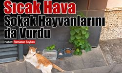Sıcak Hava Sokak Hayvanlarını da vurdu