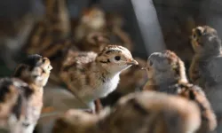 Sülünler, Türkiye'nin birçok yerinde keneyle mücadelede kullanılıyor