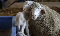 60 bin kilogram merinos yapağı satışı yapılacak
