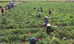 50 dönümden 600 dönüme çıktı, 300 kadına iş sağladı