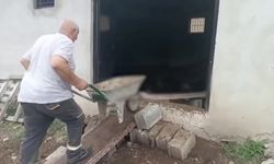 Ağıla giren ayı 143 koyunu telef etti