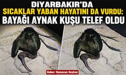 Diyarbakır'da Sıcaklar Yaban Hayatını da Vurdu: Bayağı Aynak Kuşu Telef Oldu