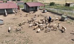 59 dönümlük alanda 1.984 köpek: 872’sinin işlemleri tamamlandı