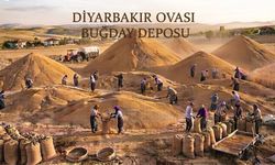 Buğdayda da kale: Diyarbakır 73 ülkeden daha fazla üretiyor