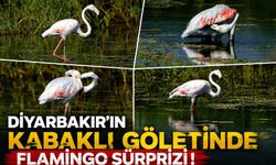Diyarbakır’ın Kabaklı Göleti’nde Flamingo Sürprizi