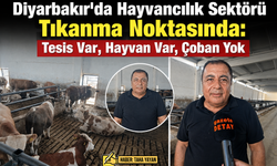 Diyarbakır'da Hayvancılık Sektörü Tıkanma Noktasında: Tesis Var, Hayvan Var, Çoban Yok