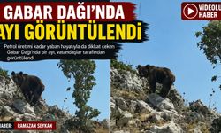 Gabar Dağı’nda Ayı Görüntülendi