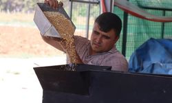 GAPTAEM'in tescilli yerli tohumları yüksek verim ve kaliteyle öne çıkıyor