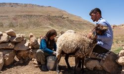 Yüksek rakımlı yaylalarda göçerlerin üretim mesaisi