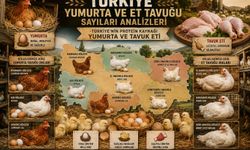 Türkiye’de Tavuk Sayılarında Dikkat Çeken Değişim: 2021’de Zirveyi Gördü