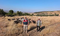 Kaybolan 50 küçükbaş hayvan jandarma tarafından bulundu