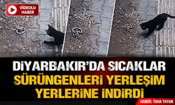 Diyarbakır'da Sıcaklar Sürüngenleri Yerleşim Yerlerine İndirdi