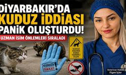 Diyarbakır'da Kuduz Endişesi: Uzmandan Kediler İçin Kritik Uyarı