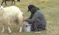 3 aylık yayla mesaisi bitti: Besiciler köylerine dönüyor