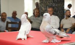 Erzurum’da 5 milyon lira değerindeki şebap güvercinleri görücüye çıktı