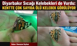 Diyarbakır Sıcağı Kelebekleri de Vurdu