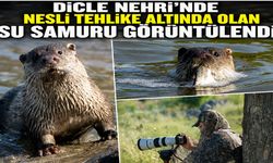 Dicle Nehri'nde nesli tehlike altında olan su samuru görüntülendi