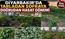 Diyarbakır’da Tarladan Sofraya Doğrudan Hasat Dönemi