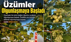 Üzümler Olgunlaşmaya Başladı