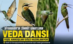 Diyarbakır’da zümrüt kanatların göç öncesi buluşması